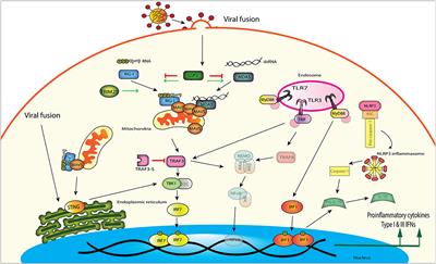 Pattern Recognition Receptor Signaling and Innate Responses to Influenza A Viruses in the Mallard Duck, Compared to Humans and Chickens